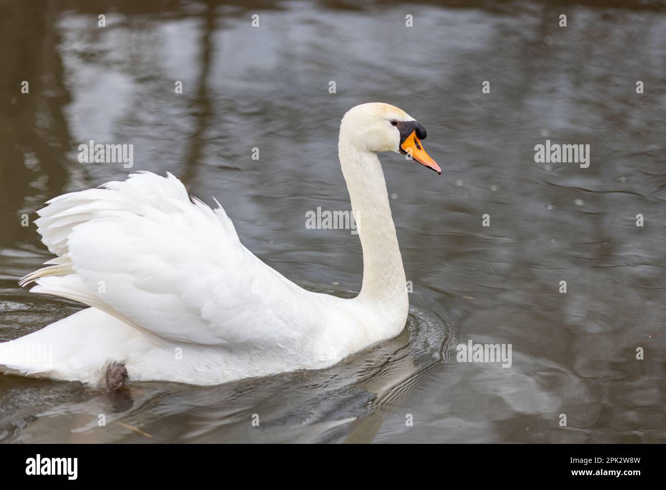 Elegante cigno galleggiante sull'acqua in Germania Foto Stock