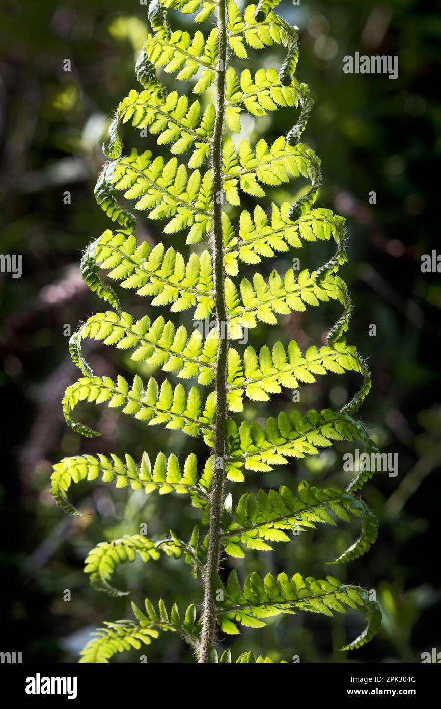 Sole su foglia di felce Foto Stock