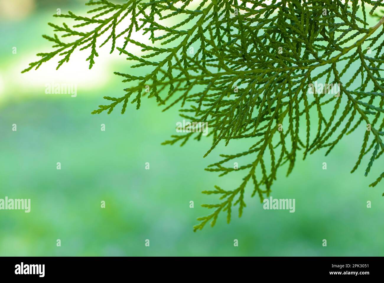 Ramo di thuja su sfondo verde e naturale. Primo piano. Spazio di copia. Messa a fuoco selettiva. Foto Stock
