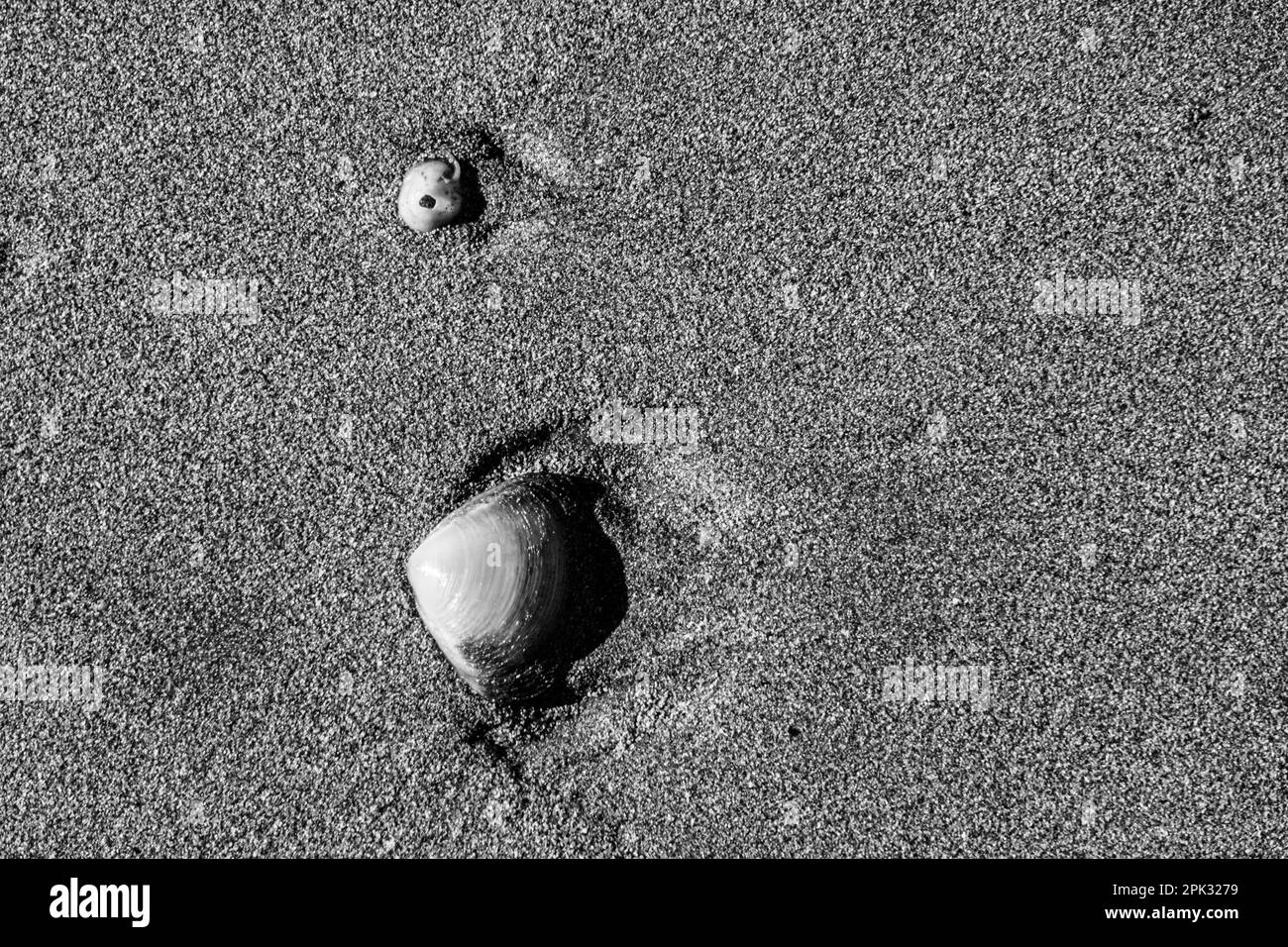 conchiglie nella sabbia Foto Stock