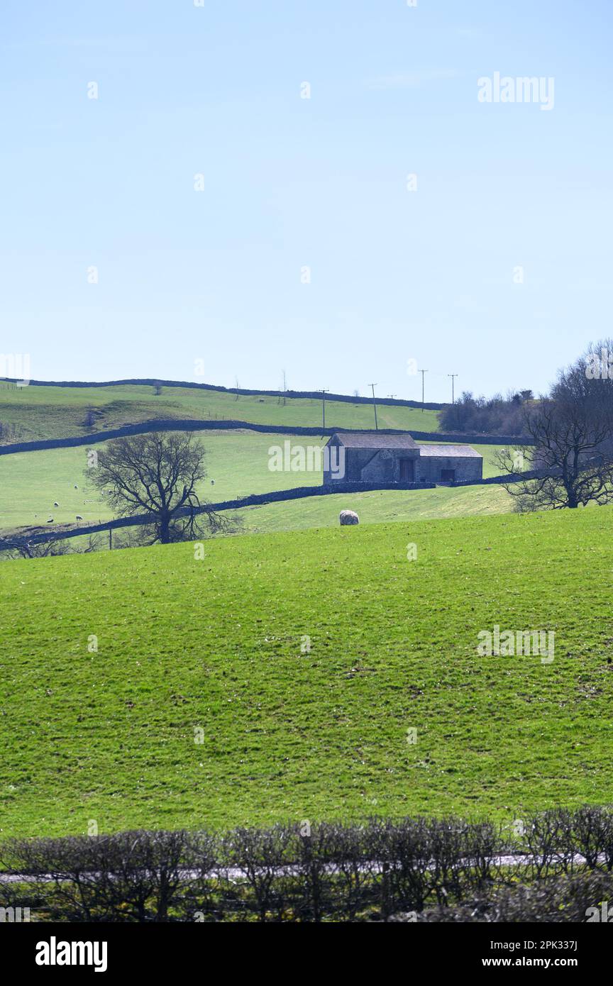 Southern Lake District, Regno Unito. Vicino Kendal - edifici di fattoria, muri a secco e campi per pascolo pecore, all'inizio di aprile Foto Stock