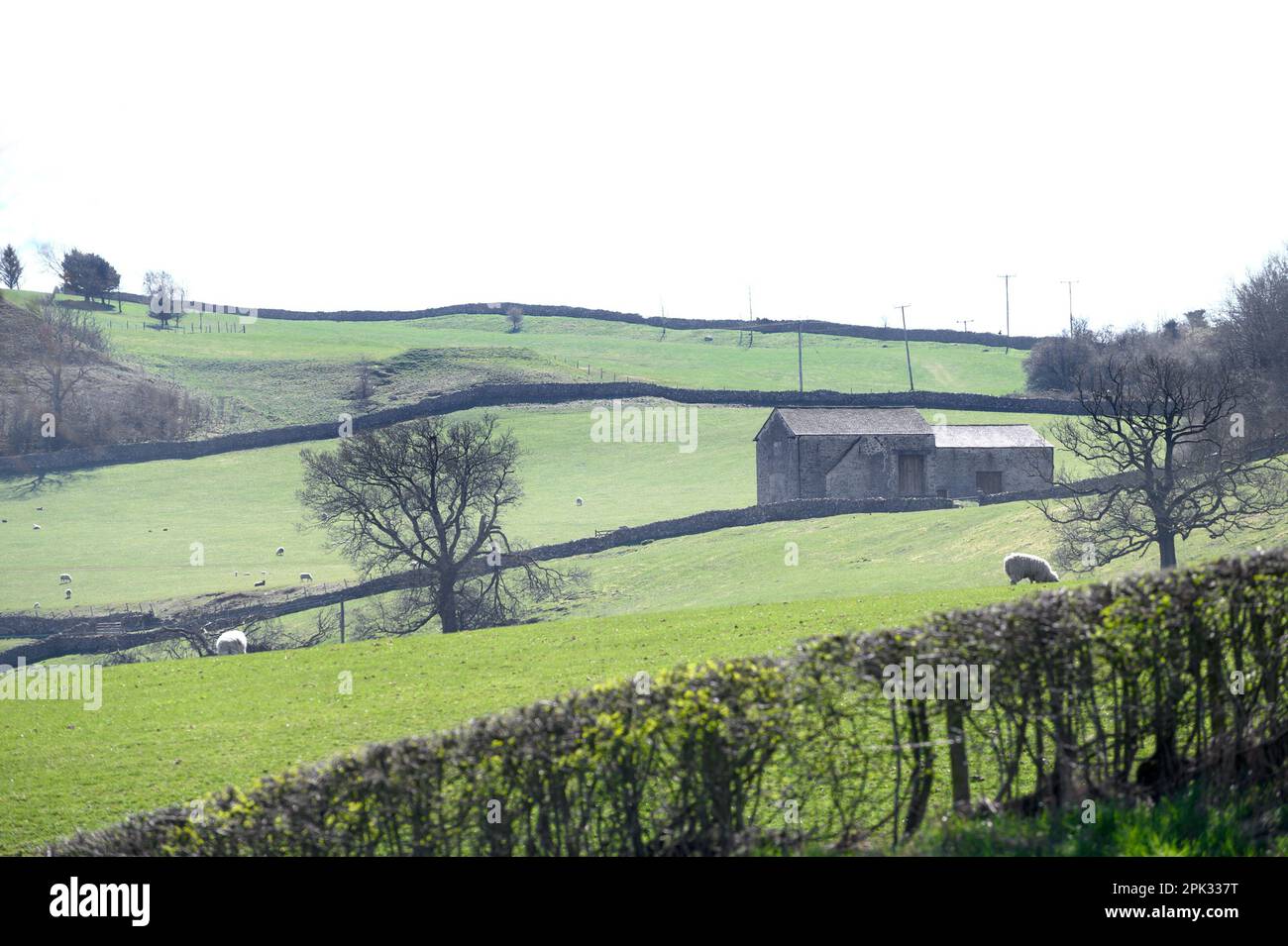 Southern Lake District, Regno Unito. Vicino Kendal - edifici di fattoria, muri a secco e campi per pascolo pecore, all'inizio di aprile Foto Stock