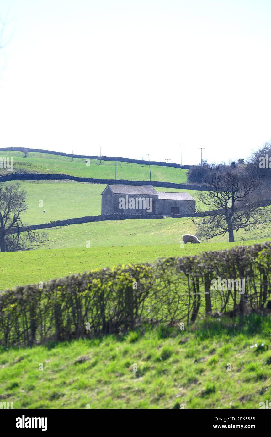 Southern Lake District, Regno Unito. Vicino Kendal - edifici di fattoria, muri a secco e campi per pascolo pecore, all'inizio di aprile Foto Stock