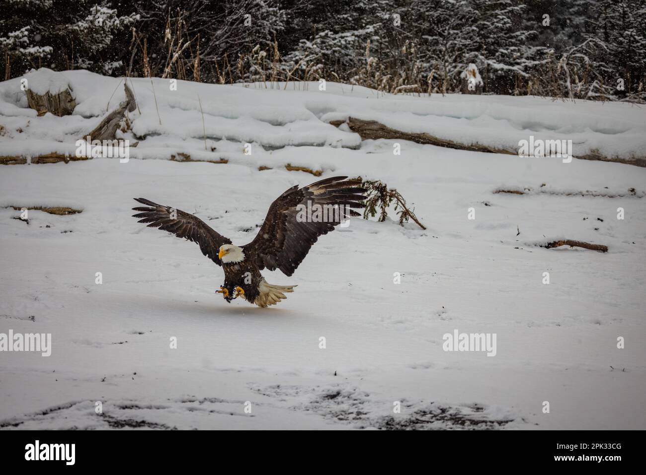 Aquila che sfreccia giù sulla spiaggia coperta di neve per raccogliere i pesci con i taloni estesi Foto Stock