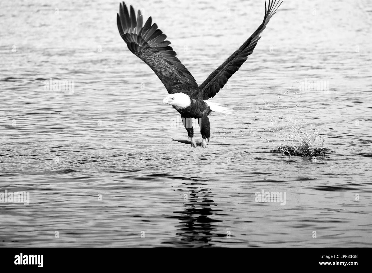 Aquila calva sulla baia dell'oceano con pesci catturati in taloni e ali estese che volano via. Bellissimo. Foto Stock