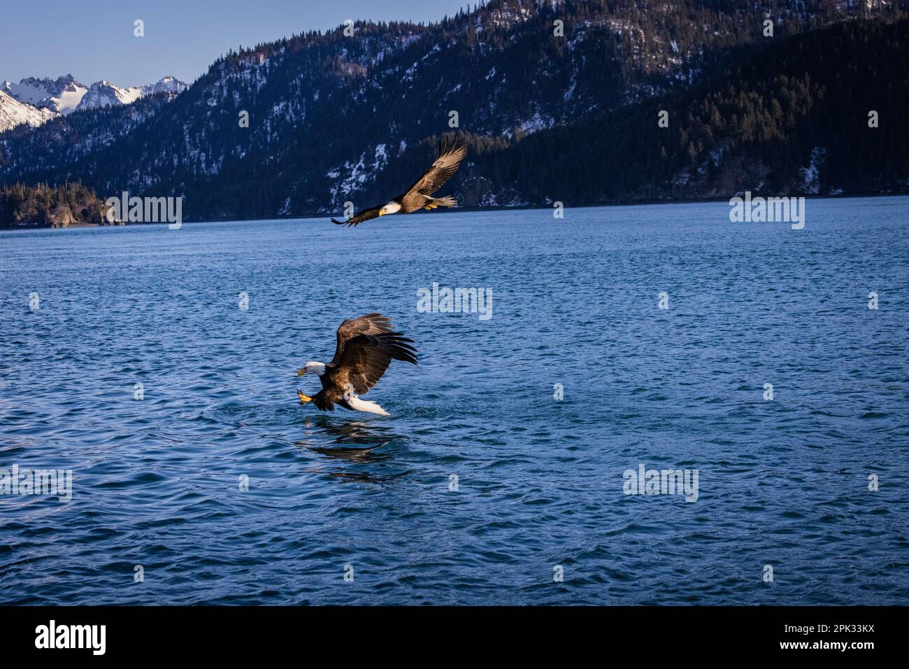 pesca di aquila calva con taloni immersi in acqua. montagne innevate sullo sfondo Foto Stock