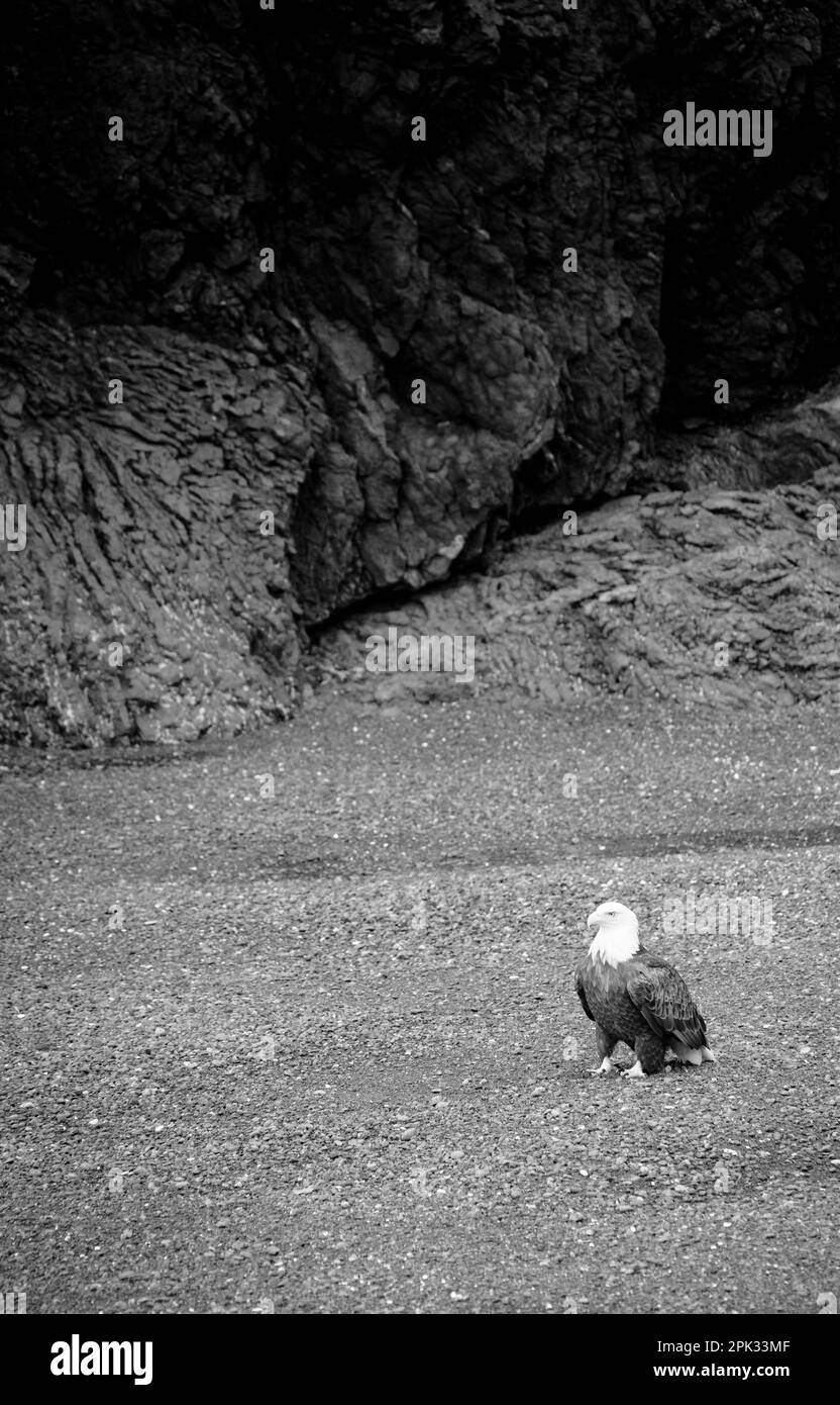 aquila calva in piedi sulla spiaggia con pareti rocciose sullo sfondo. bianco e nero monocromatico Foto Stock