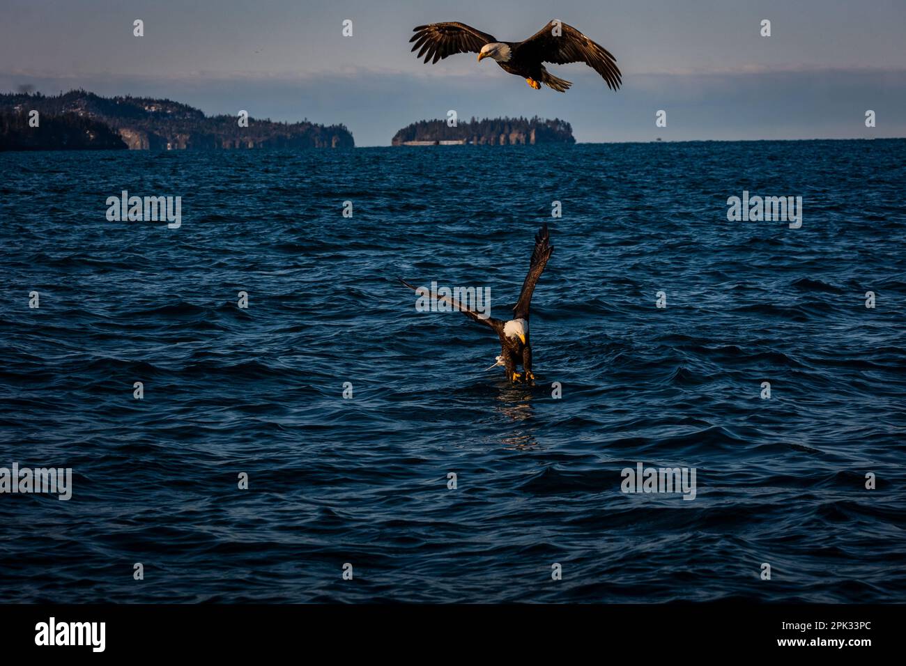 Due aquile che pescano con una che raggiunge l'acqua per i pesci e l'altra che vola sopra al sole con le isole sullo sfondo Foto Stock