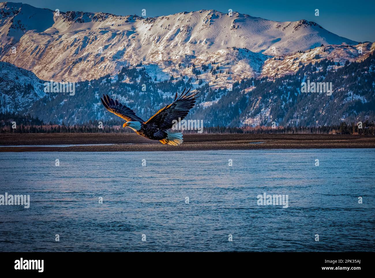 Aquila in volo sulla baia blu dell'oceano con la spiaggia e le montagne coperte di neve sullo sfondo. Luce del sole sull'aquila. bellissimo Foto Stock