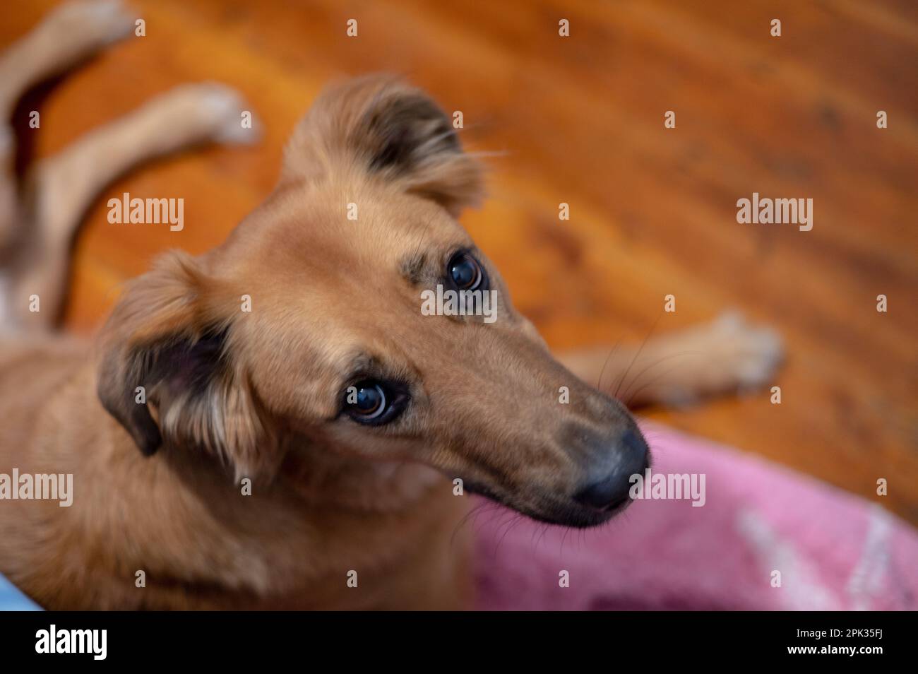 Ritratto di cane carino sparato da vicino Foto Stock
