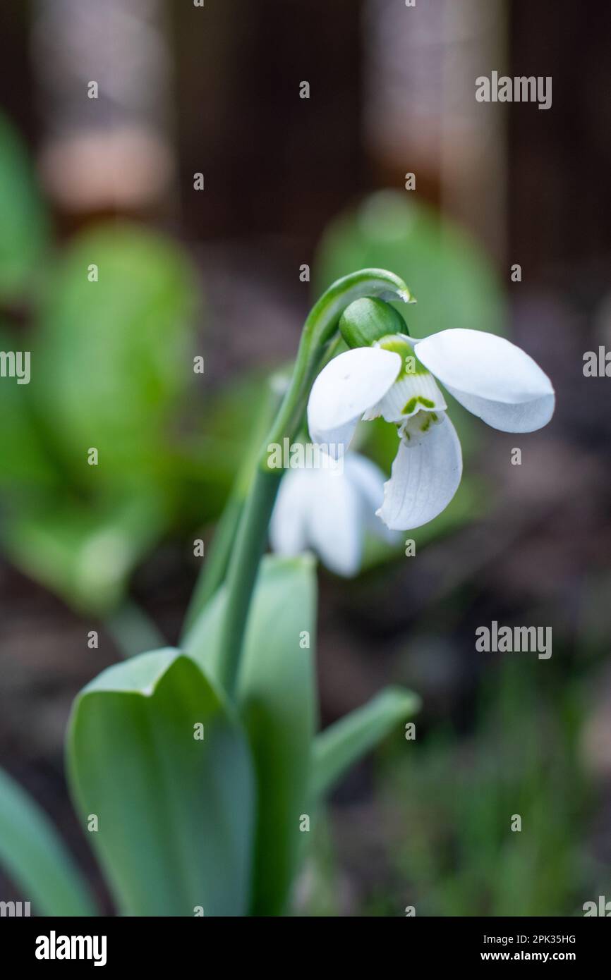 Snowdrop fiori petali in primavera giardino mangiato da lumache da giardino pesti Foto Stock