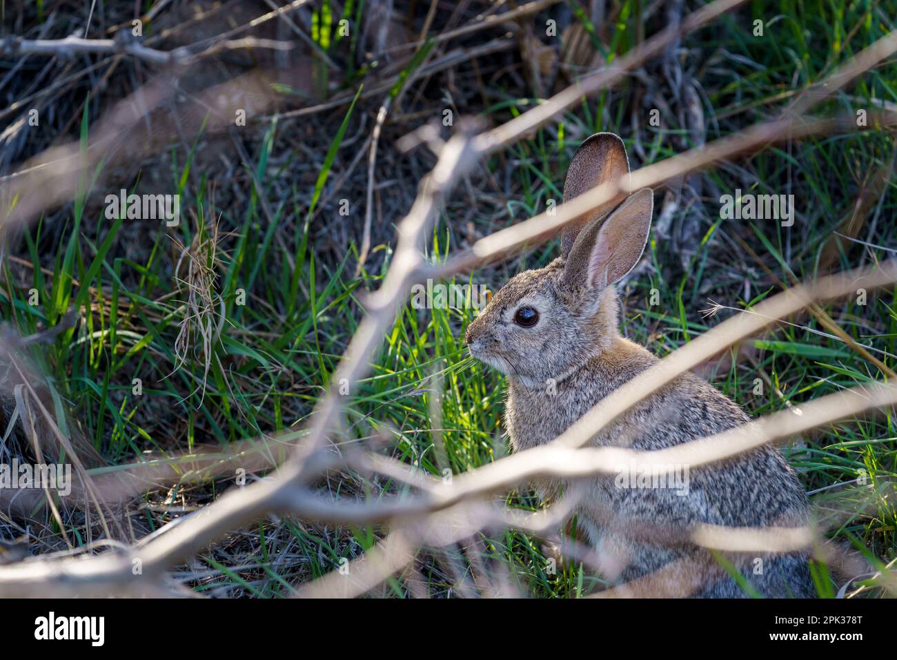 Coniglio Cottontail deserto seduto in una zona di erba verde. Incorniciato da rami di albero. Foto Stock