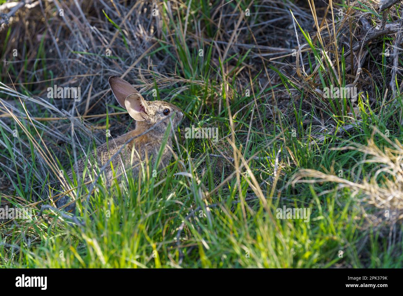 Coniglio Cottontail deserto seduto ancora in un pezzetto di erba verde Foto Stock