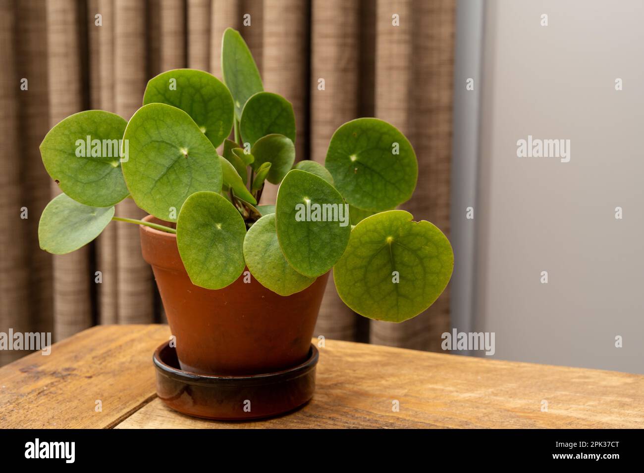 Pilea peperomioides, la Money Plant cinese, la UFO Plant, la frittella o la pianta missionaria, al coperto, in una pentola su un tavolo di legno. Foto Stock