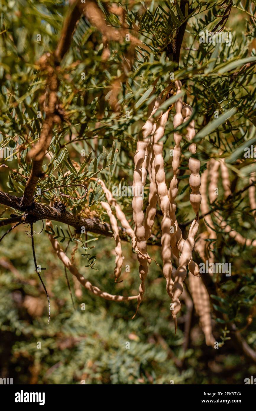 Un mazzo di baccelli di mesquite commestibili su un albero di Mesquite nel deserto di Mojave in California, USA Foto Stock