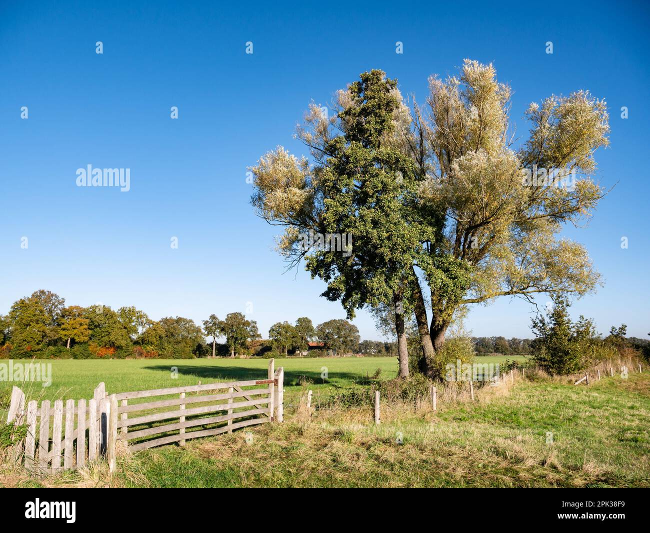 Recinzione in legno, prato e albero in autunno nella riserva naturale Dakhorst, Wierden, Overijssel, Paesi Bassi Foto Stock