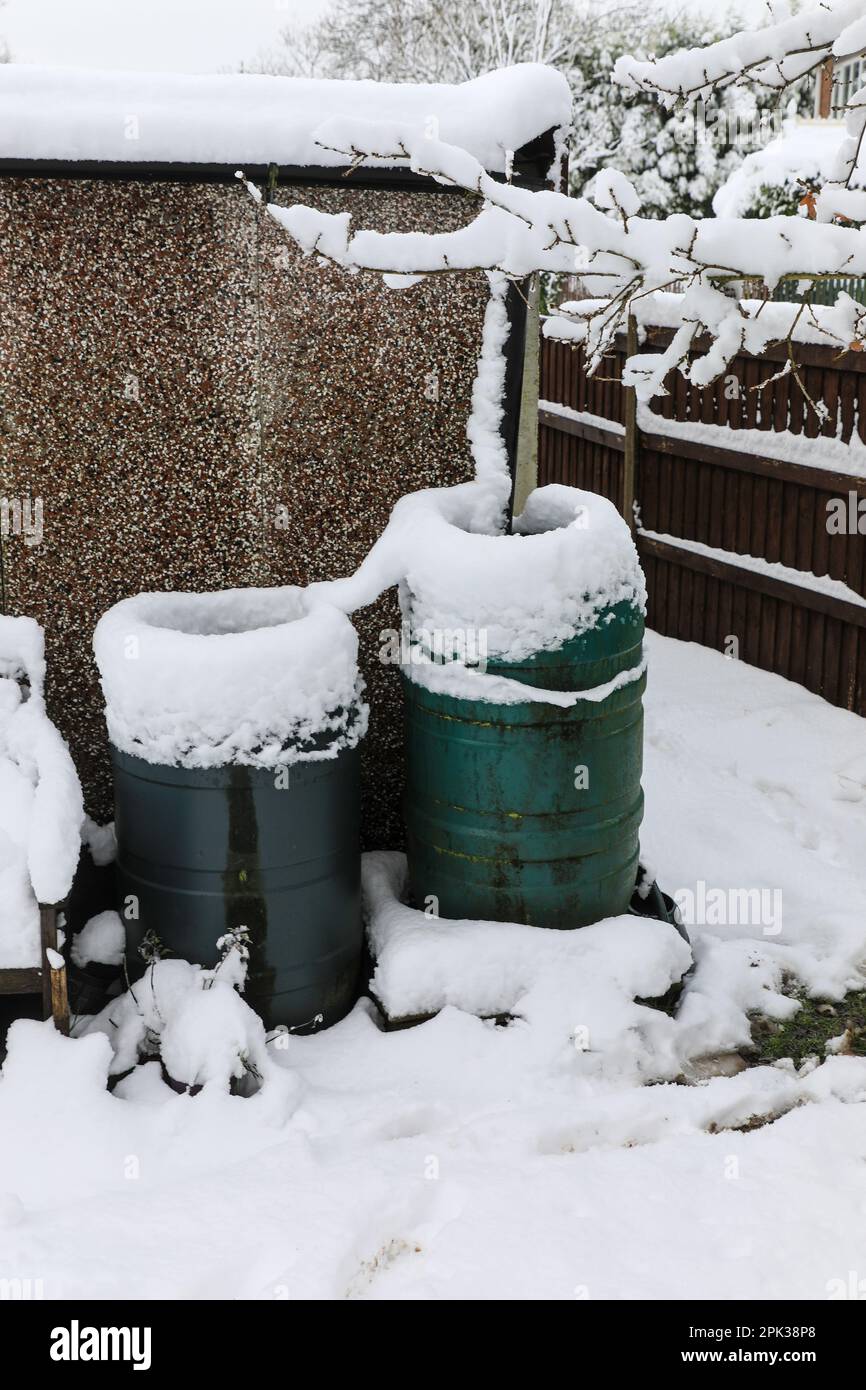 Natiche d'acqua in un giardino domestico in una giornata invernale nevosa, Inghilterra, Regno Unito Foto Stock