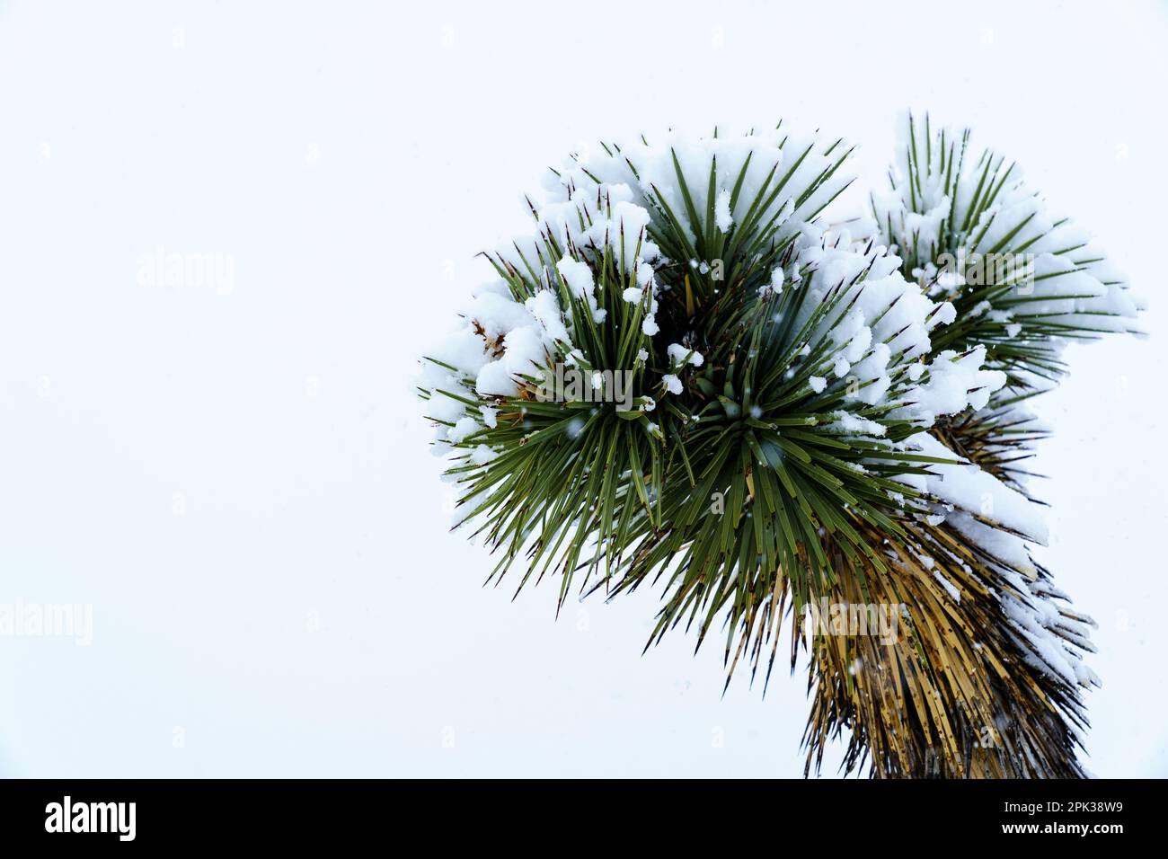 Ramo di Joshua Tree (Yucca brevifolia) con neve sulle punte Foto Stock