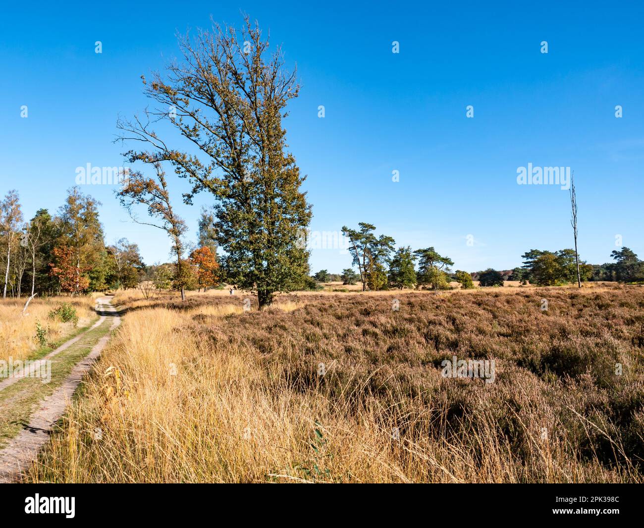 Brughiera e sentiero nella riserva naturale Hoog Buurlose Heide in autunno, Veluwe, Gelderland, Paesi Bassi Foto Stock