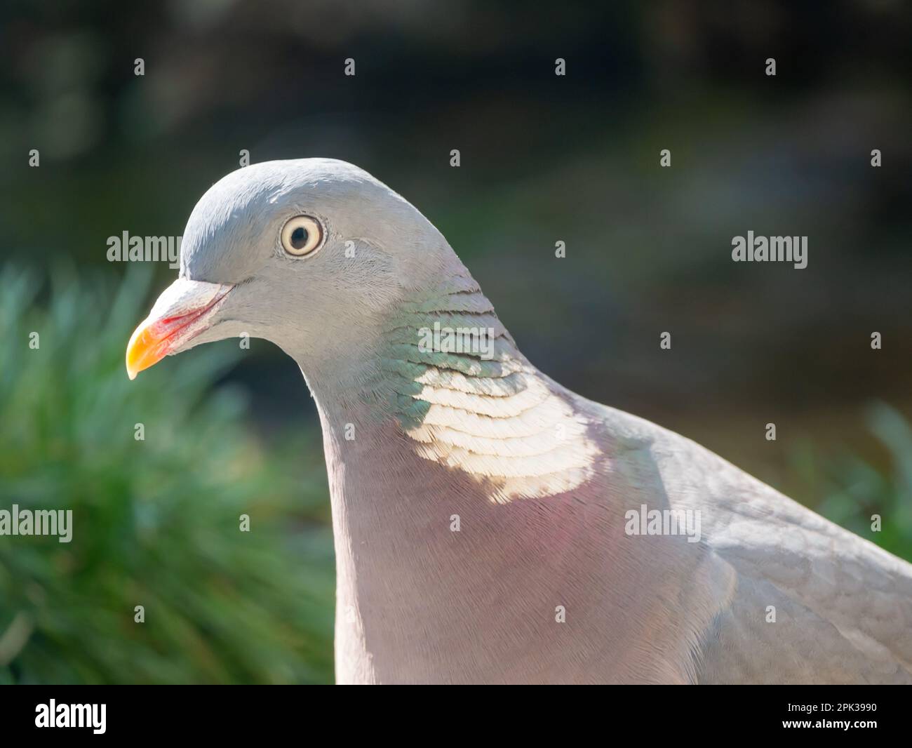 Ritratto di piccione di legno comune, Columba palumbus, in giardino, Paesi Bassi Foto Stock