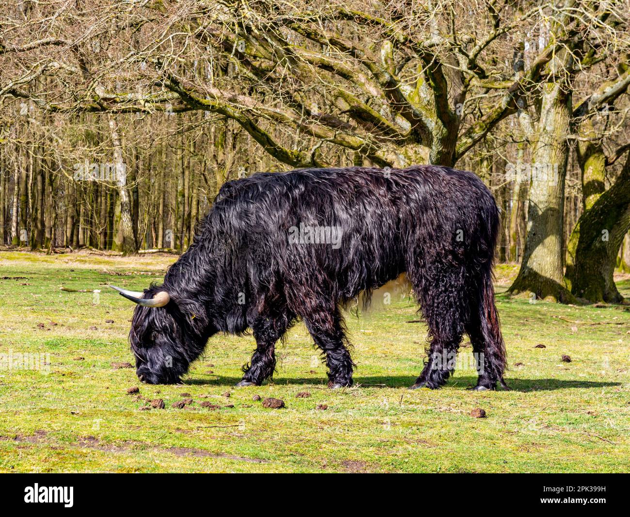 Mucca scozzese, nera con capelli lunghi e corna, erba pascolare nella riserva naturale Westerheide vicino Hilversum, het Gooi, Paesi Bassi Foto Stock