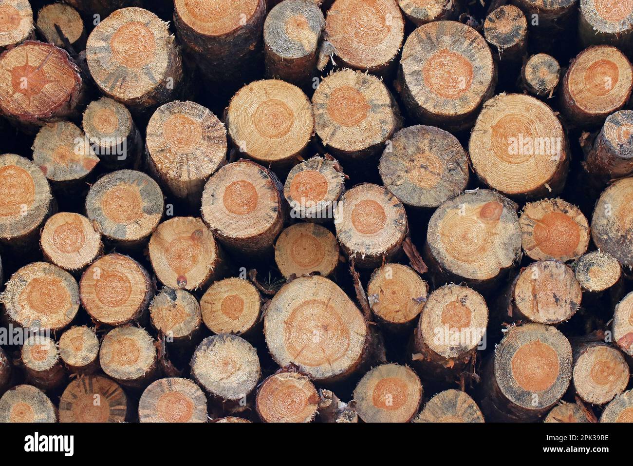Molti tronchi tagliati si trovano uno sopra l'altro in tagli rotondi per noi. Uno sfondo naturale. Foto Stock