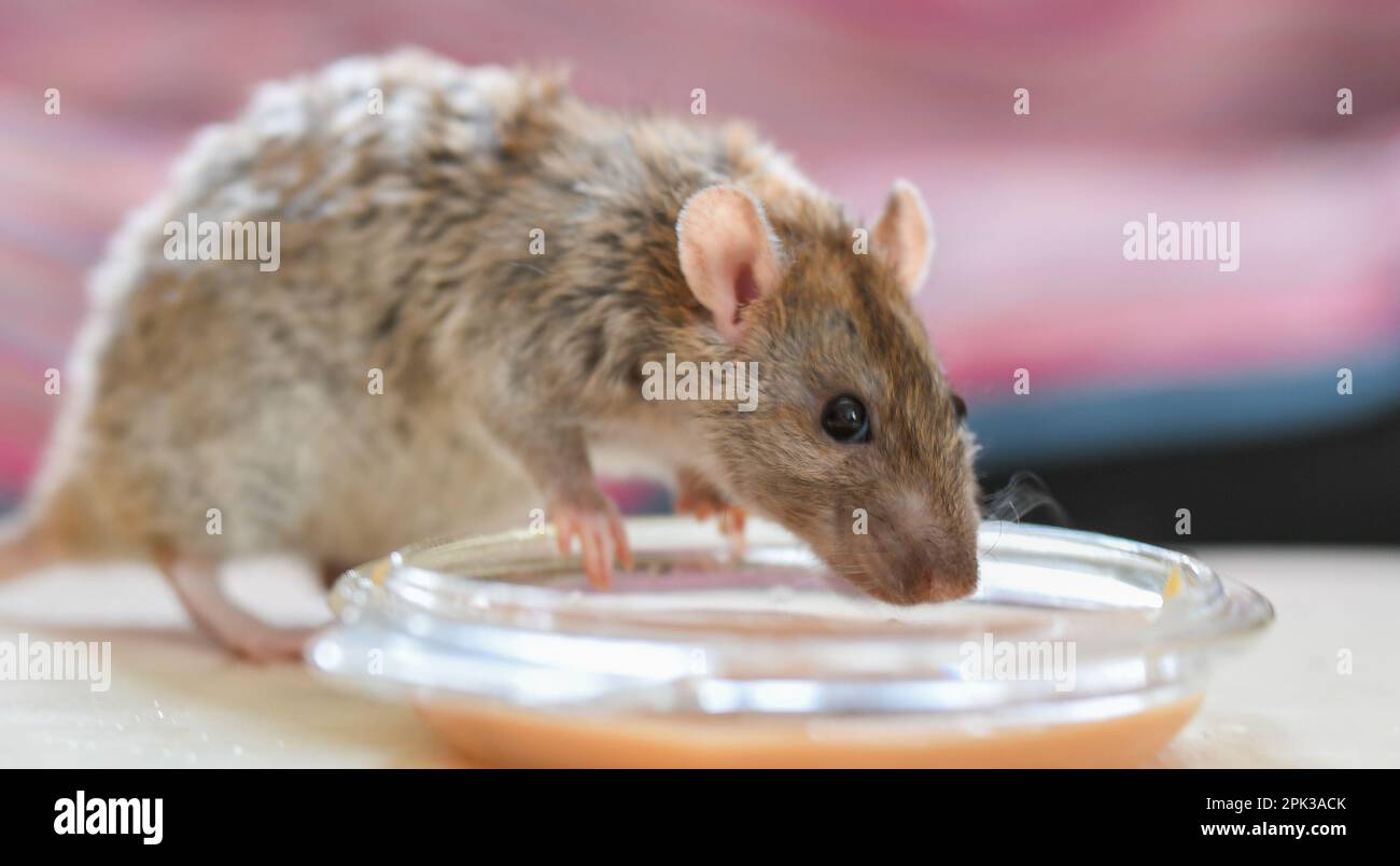 PET ratto fantasia con pelliccia riccia mangiare zuppa di frutta in primo piano Foto Stock