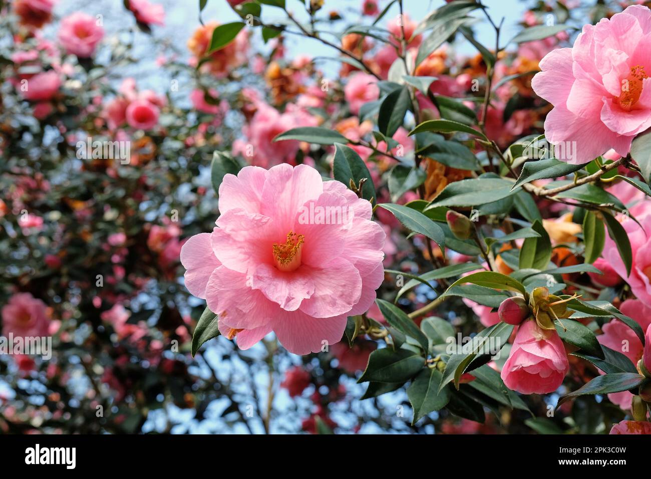 Rosa camellia japonica in fiore Foto Stock