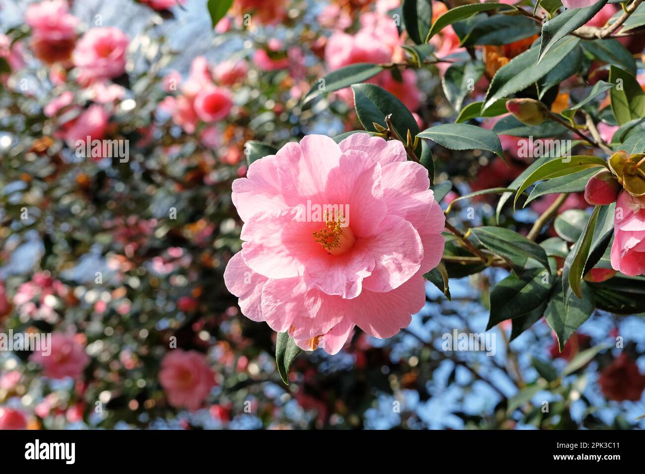 Rosa camellia japonica in fiore Foto Stock