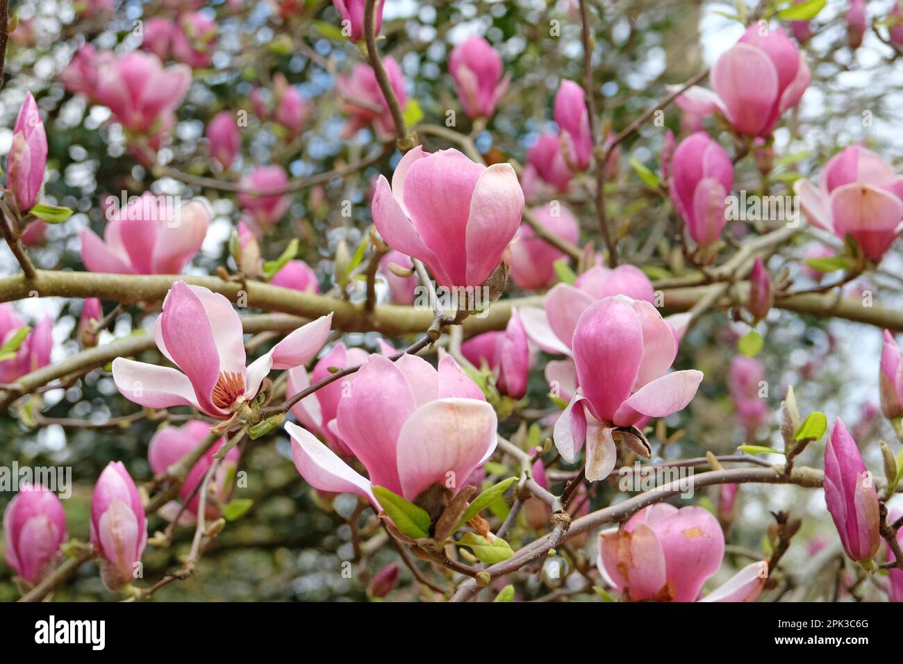 Magnolia soulangeana 'Triumphans' in fiore. Foto Stock