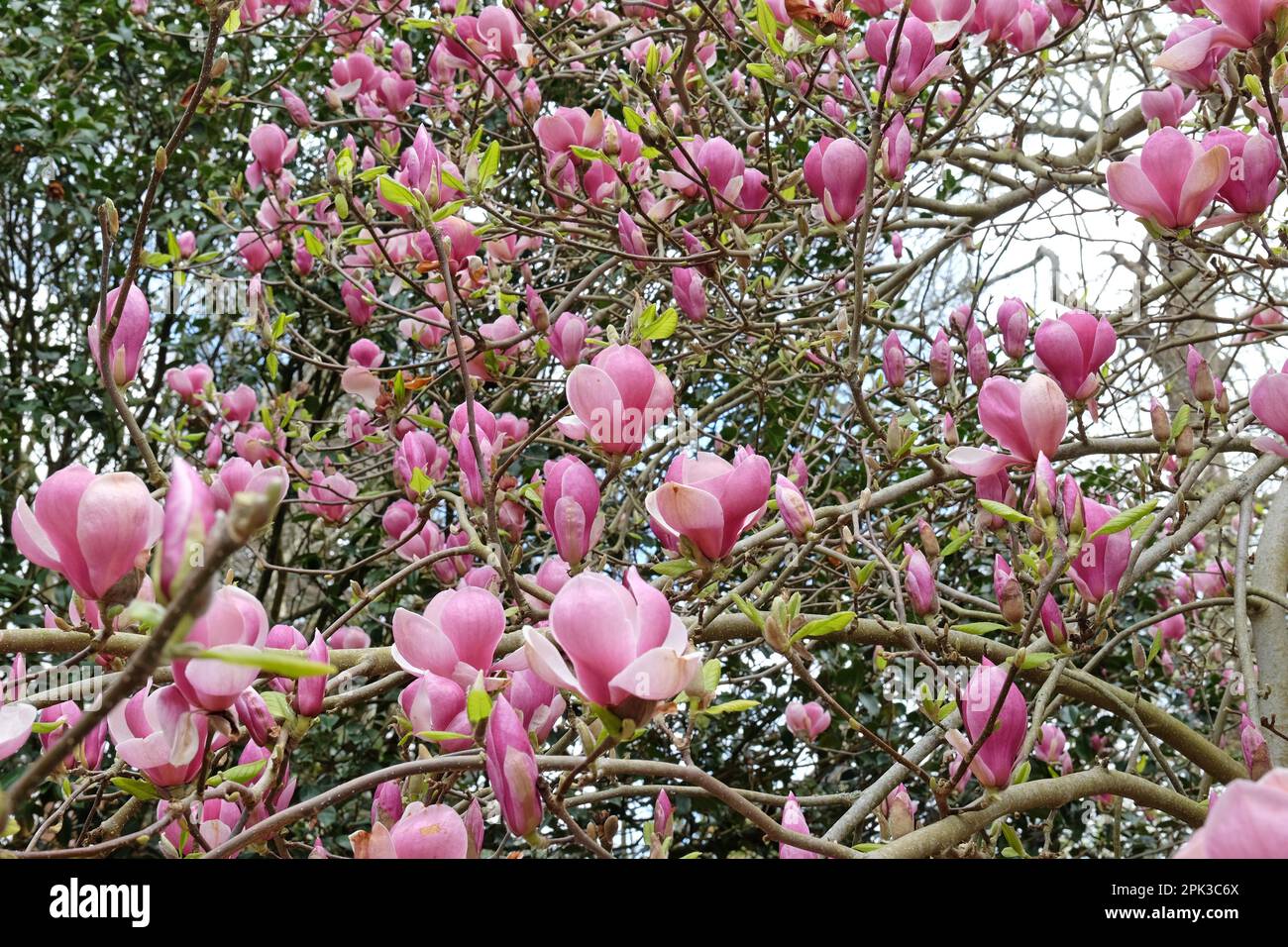 Magnolia soulangeana 'Triumphans' in fiore. Foto Stock