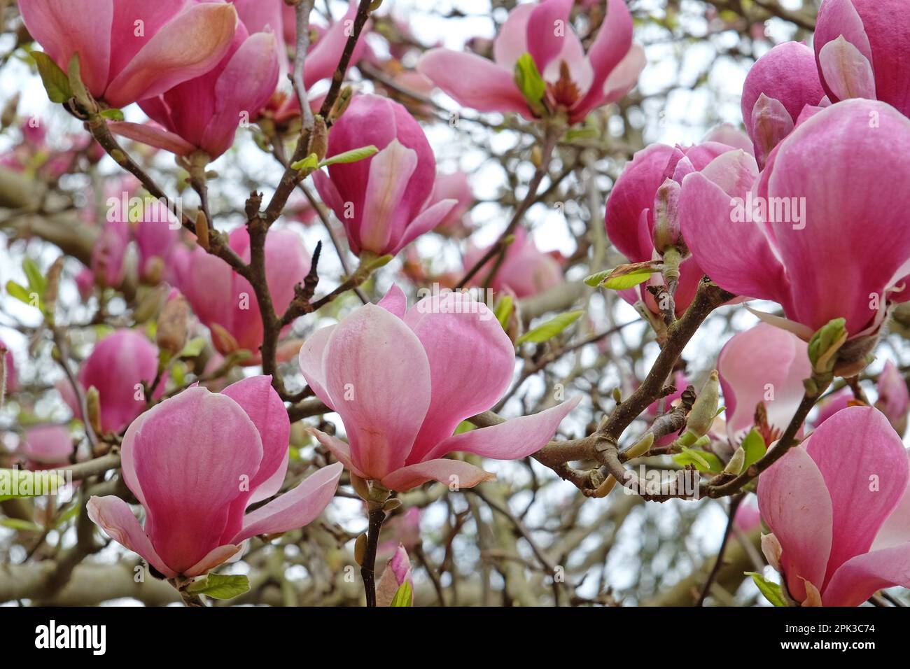 Magnolia soulangeana 'Triumphans' in fiore. Foto Stock