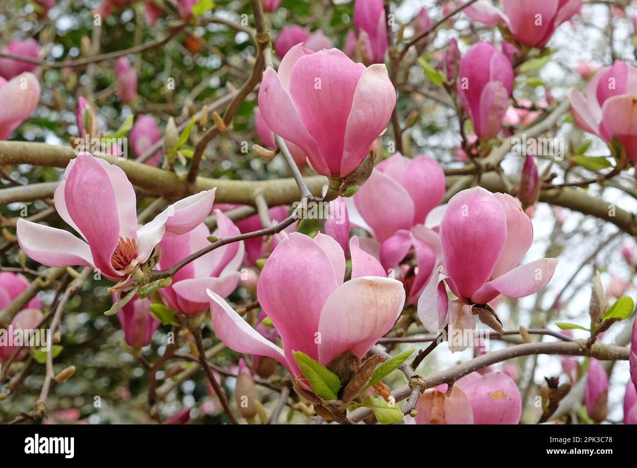 Magnolia soulangeana 'Triumphans' in fiore. Foto Stock