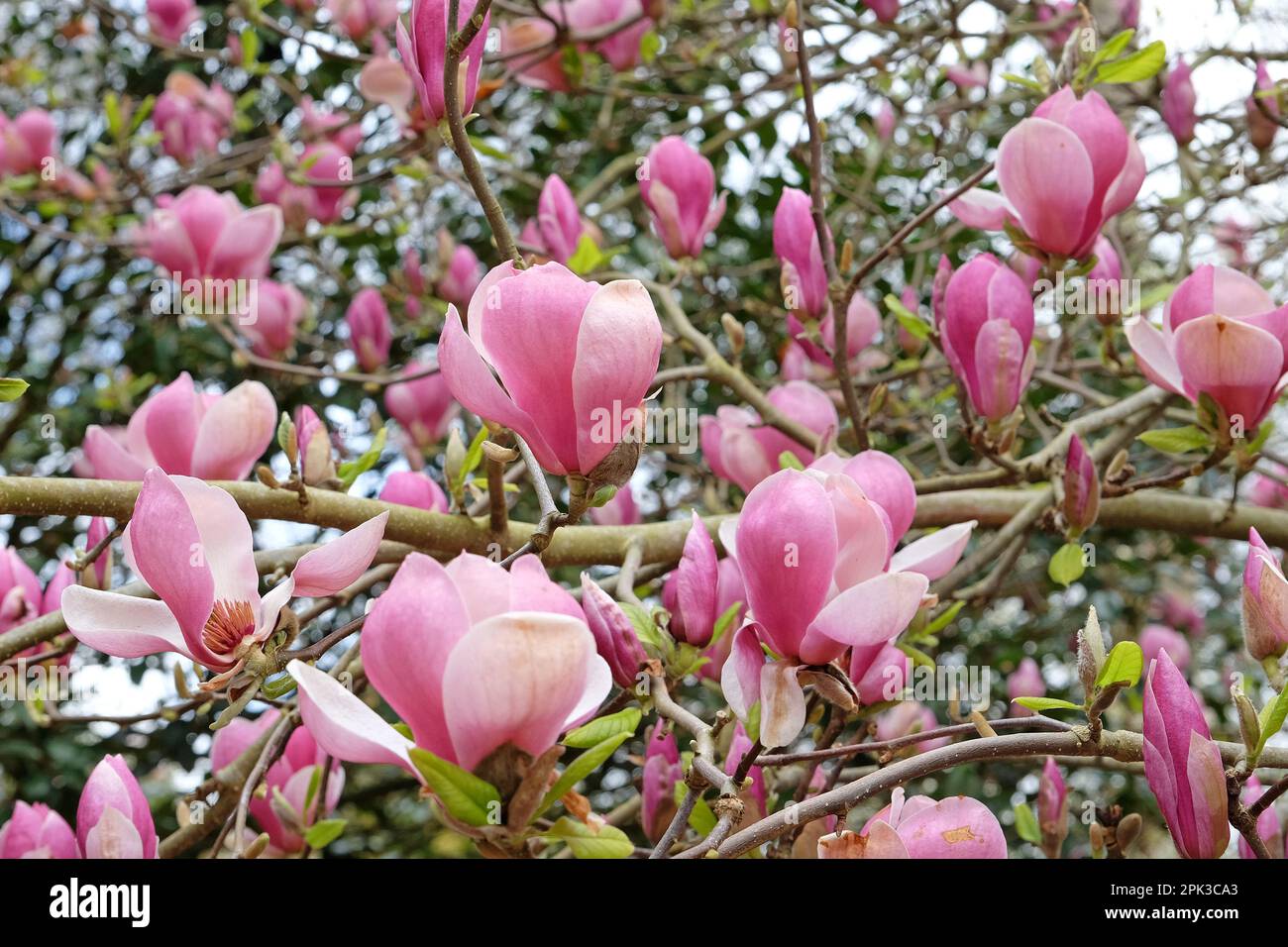 Magnolia soulangeana 'Triumphans' in fiore. Foto Stock