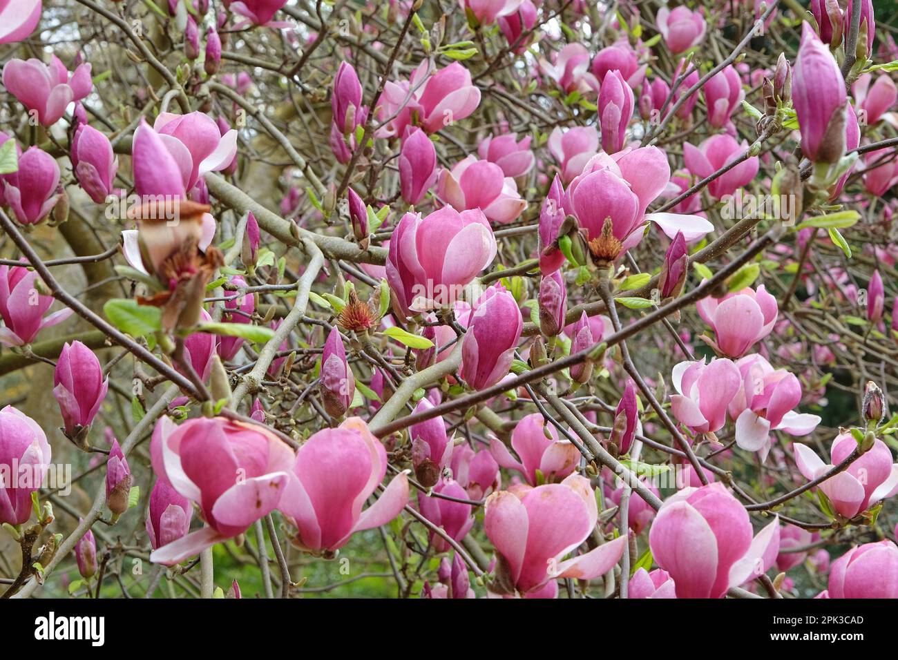 Magnolia soulangeana 'Triumphans' in fiore. Foto Stock