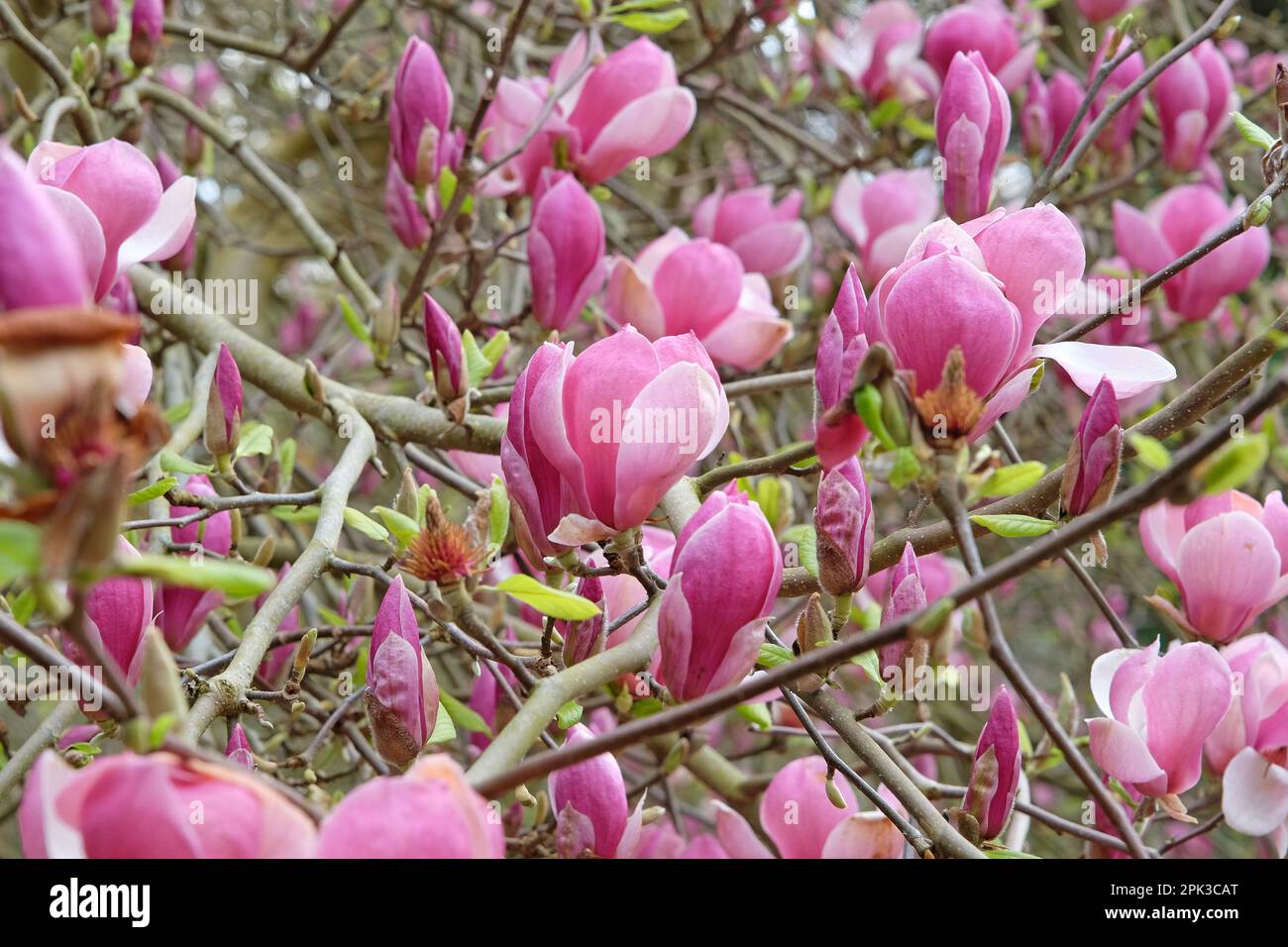 Magnolia soulangeana 'Triumphans' in fiore. Foto Stock
