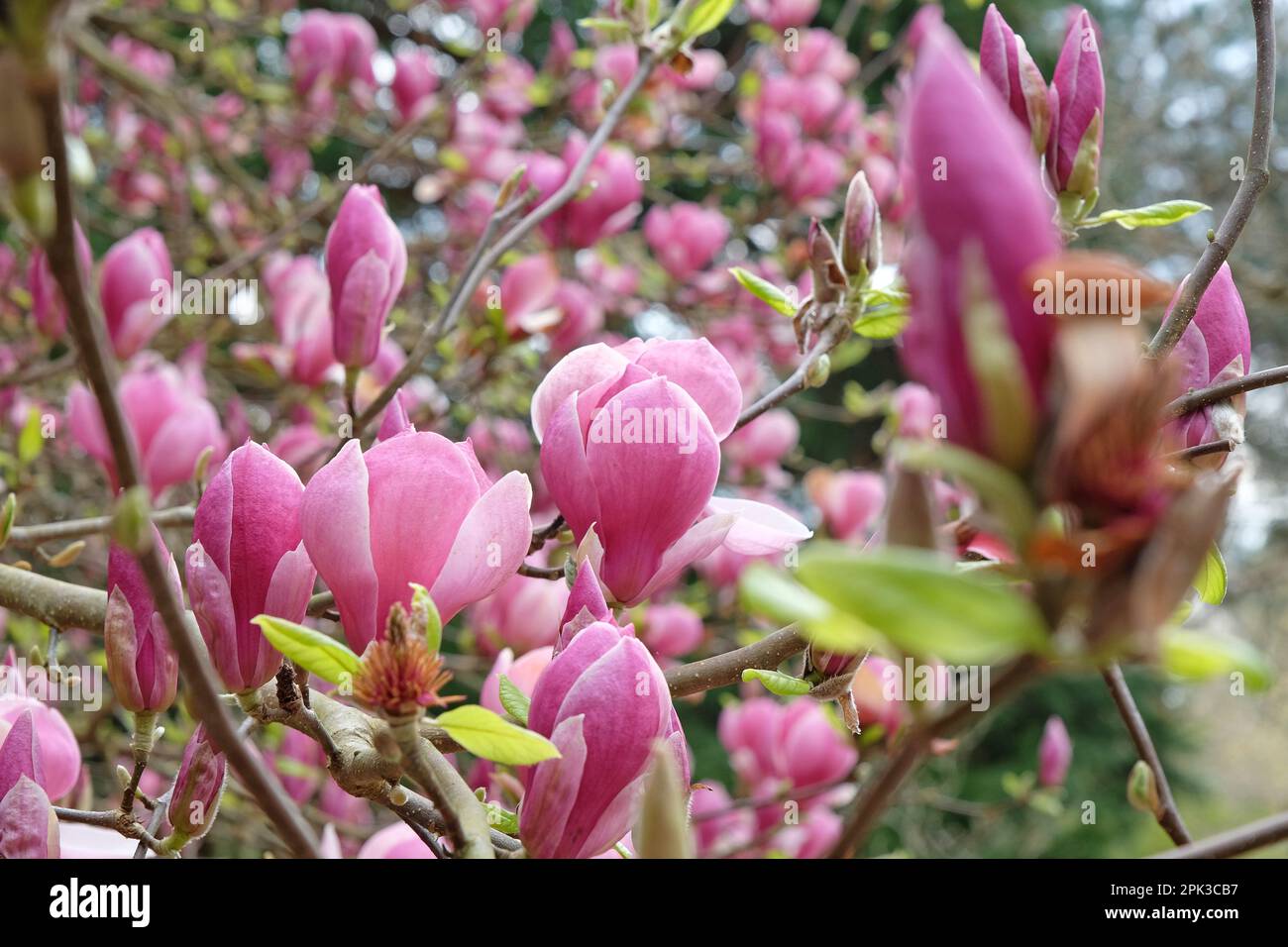 Magnolia soulangeana 'Triumphans' in fiore. Foto Stock