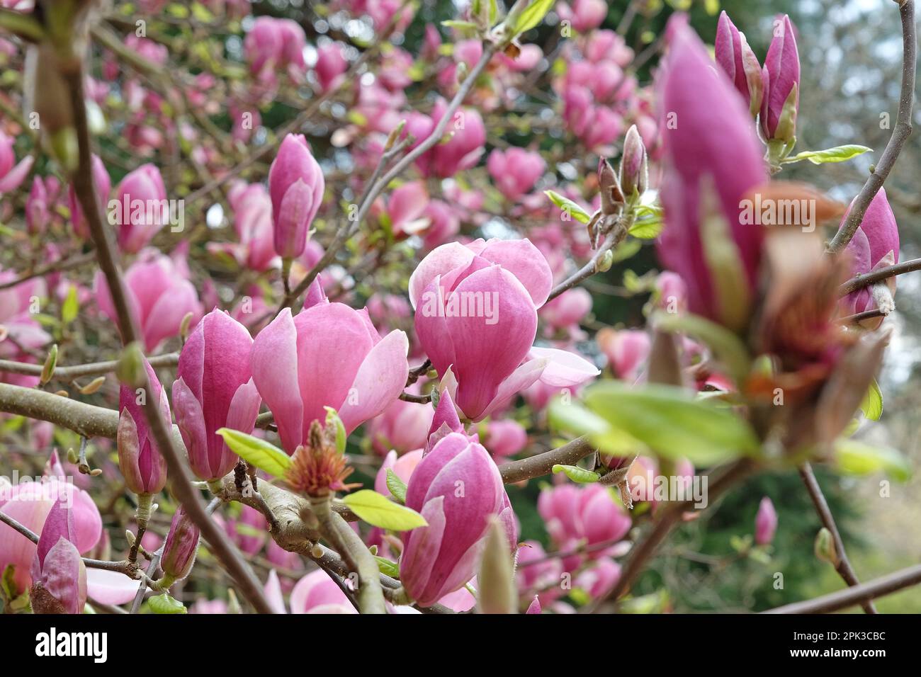 Magnolia soulangeana 'Triumphans' in fiore. Foto Stock