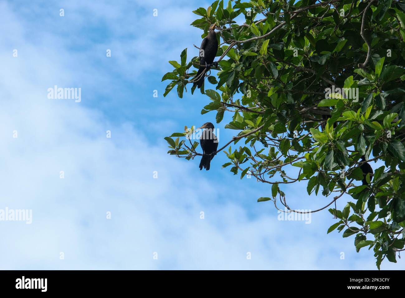 Black Birds in piedi su un ramo d'albero con sfondo ad albero e cielo. Uccelli piedi a nastro su albero. Phalacrocoracidae uccelli migratori. Area open space. Foto Stock