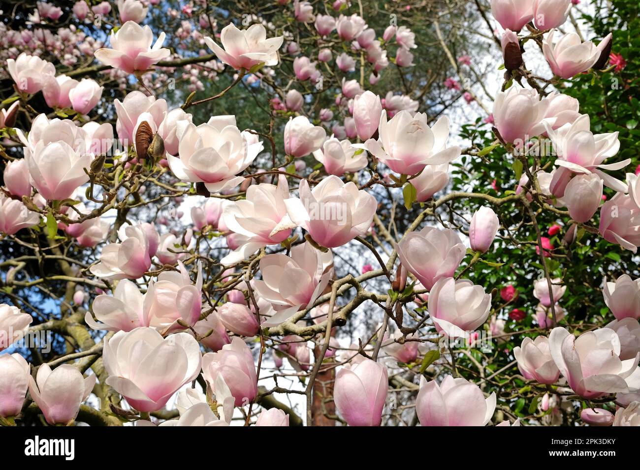 Magnolia "Via Lattea" in fiore. Foto Stock