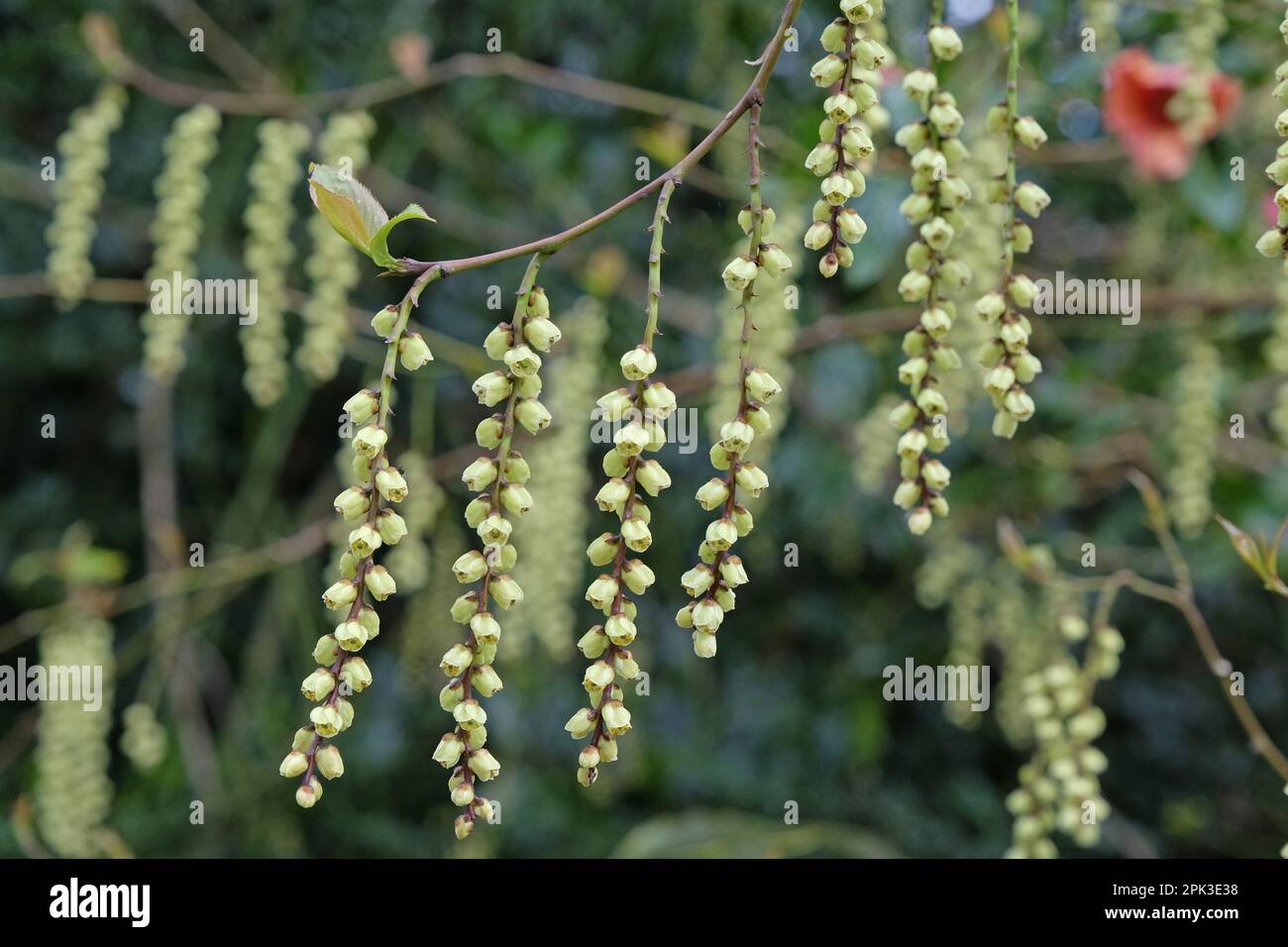 Stachyurus praecox, o Stachyurus precoce in fiore. Foto Stock