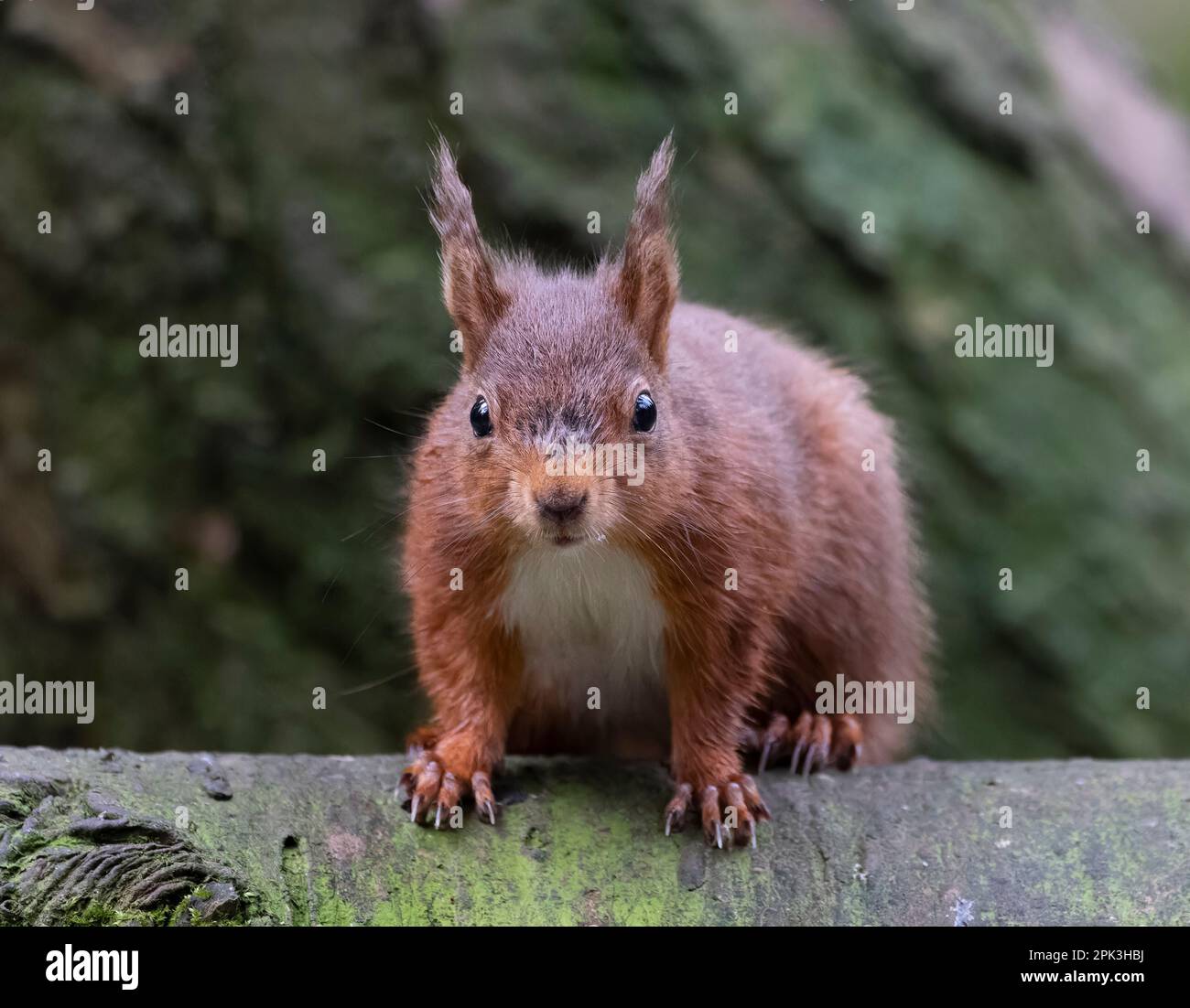Uno scoiattolo rosso britannico, (Sciurus vulgaris), su un tronco e guardando in avanti, verso la telecamera Foto Stock