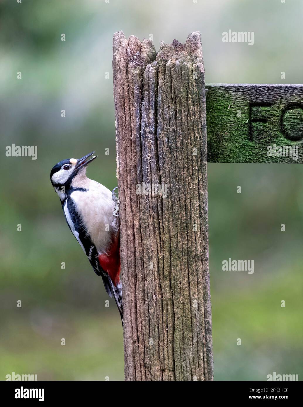 Una grande picchio punteggiato femmina, (Dendrocopos Major), arroccata sul lato di un vecchio cartello di legno del sentiero pubblico. North Yorkshire, Regno Unito Foto Stock