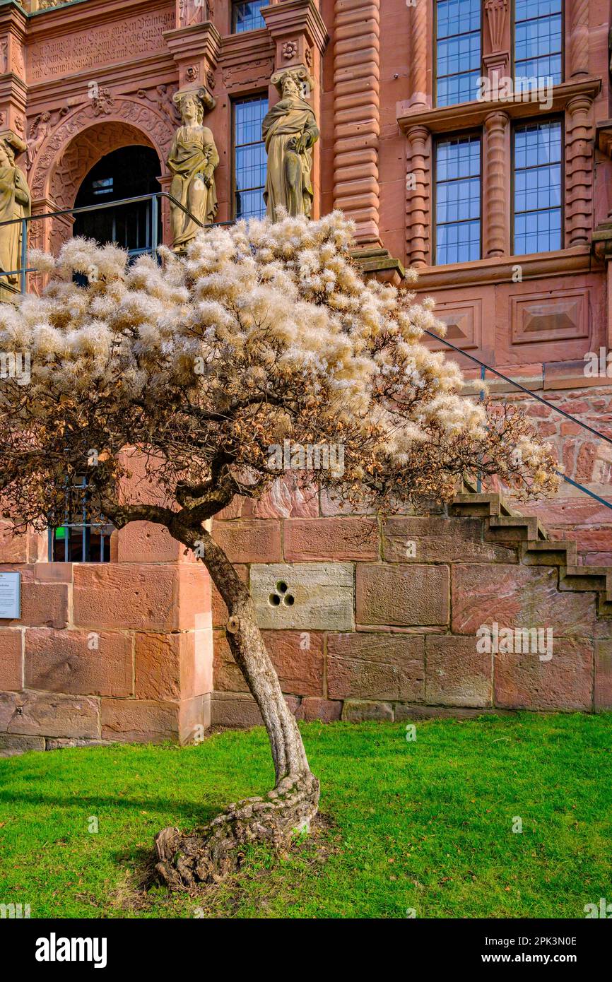 Castello di Heidelberg, Heidelberg, Baden-Württemberg, Germania, Europa, L'edificio Ottheinrich si trova nella parte est del castello. Foto Stock