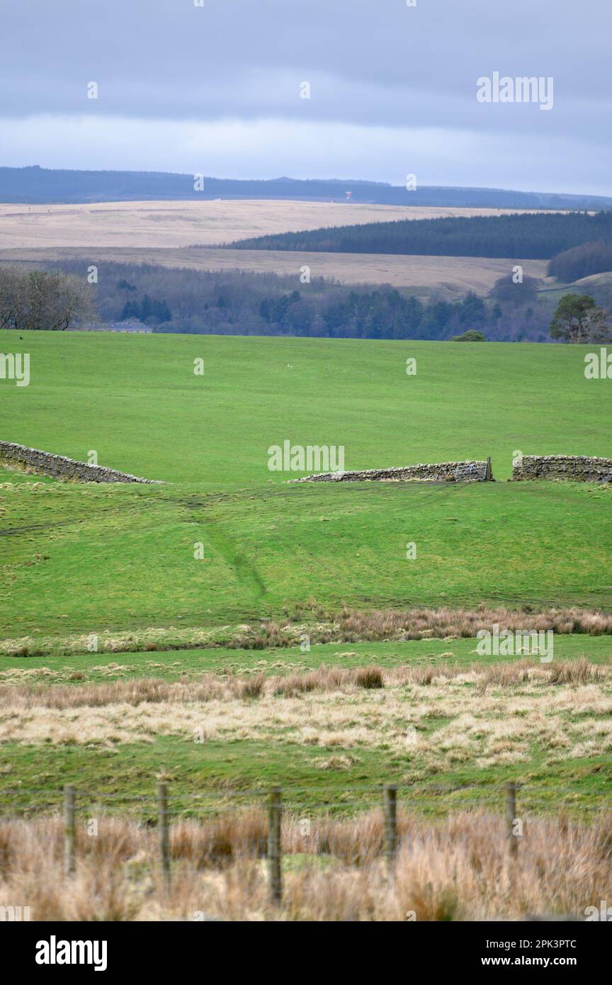 Tipico paesaggio del Lake District Northern Lake District vicino a Bassenthwaite, Cumbria, Regno Unito, all'inizio di aprile Foto Stock