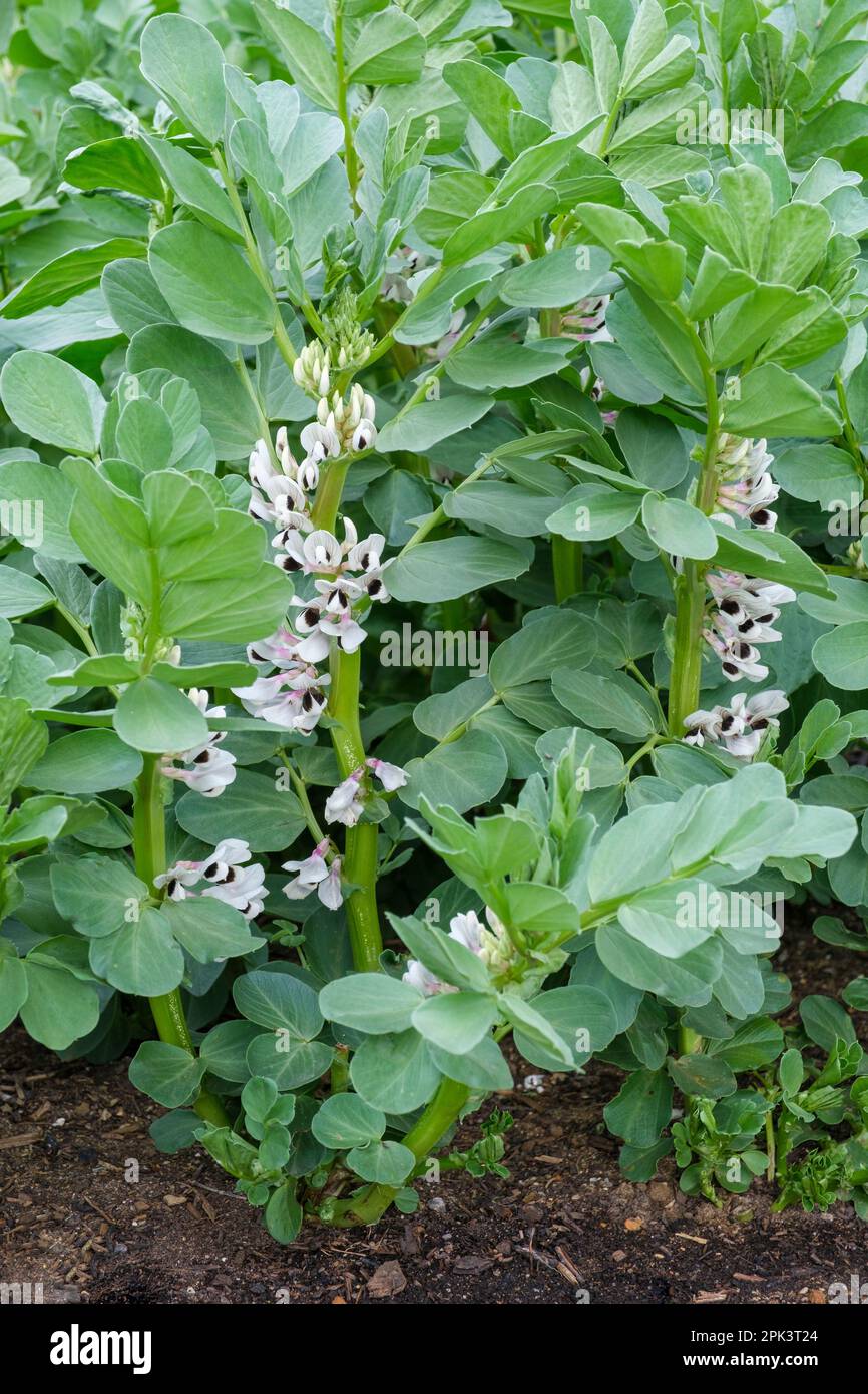 Fagiolo Witkiem Manita, Vicia faba, Witkiem Manita, piante in fiore, varietà a maturazione precoce, Foto Stock