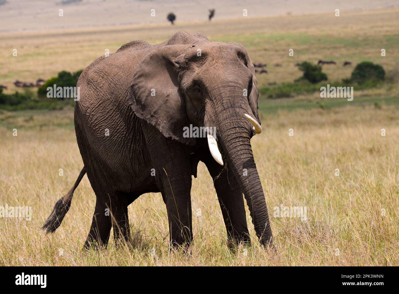Elefanti africani in Kenya Foto Stock
