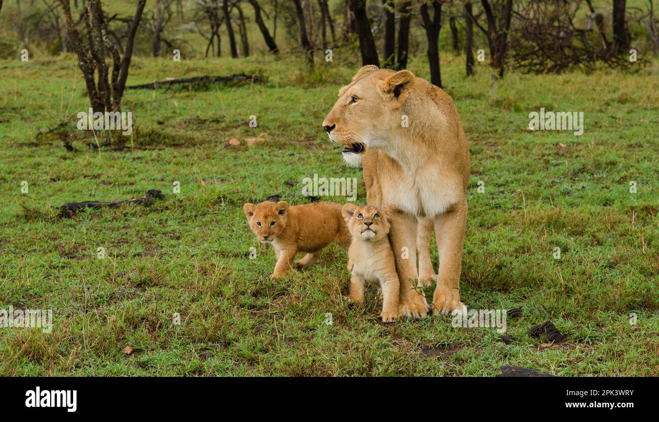 Leoni africani Kenya Africa orientale Foto Stock