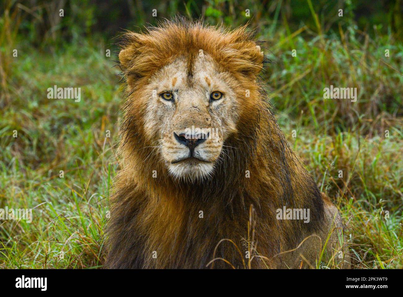 Leoni africani Kenya Africa orientale Foto Stock