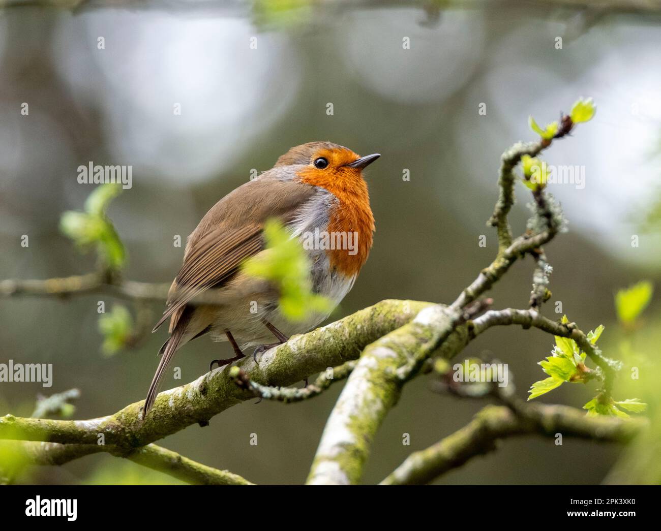 Robin è appollaiato su una branca con cibo nel suo becco, Almondell Country Park, West Lothian, Scozia. Foto Stock Robin è appollaiato su una branca con cibo nel suo becco, Almondell Country Park, West Lothian, Scozia. Foto Stock